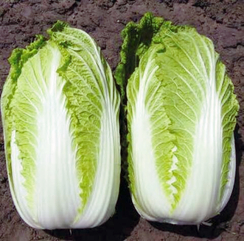 КИСЕКИ F1 семена капусты пекинской (Sakata | Alexagro)