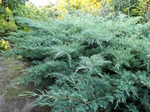 Можжевельник средний «Pfitzeriana Glauca»