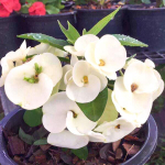 Эуфорбия Миля MALAI NGERN LAN