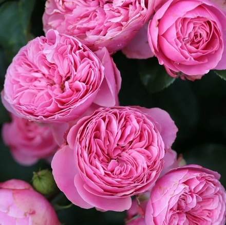 Leonardo da Vinci (MEIdeauri) леонАрдо да вИнчи