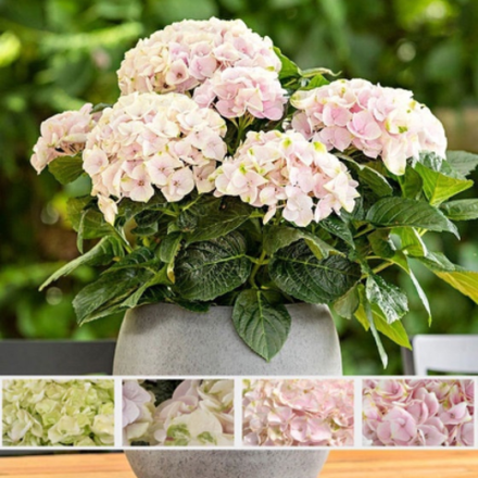 Элегант Роза «Elegant Rosa» р14 Европа весна 2026 г.