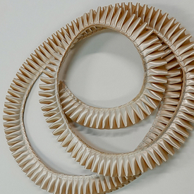 Новый цвет ШАМПАНЬ. Цвет приближенный к металлическому цвету глянцевого "зеркального" золота Шампань.