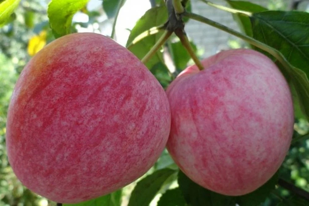 Яблоня Летнее Полосатое (Летний сорт)