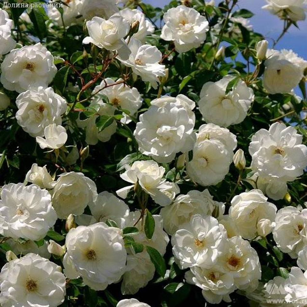 Роза плетистая "White Sunrise"