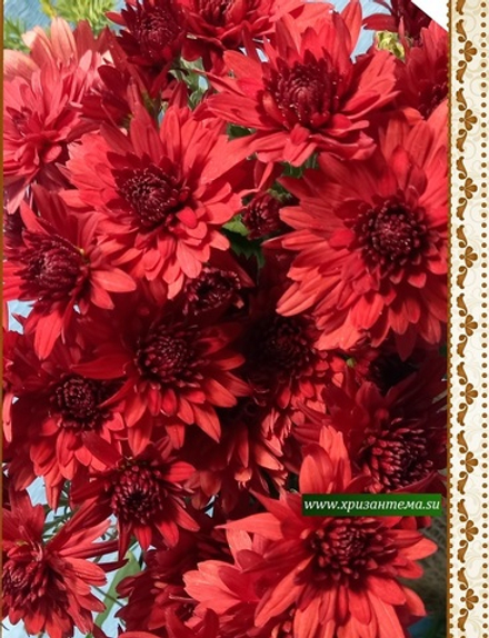 Хризантема мультифлора Липстик м.39 /поставка весна 2026г/