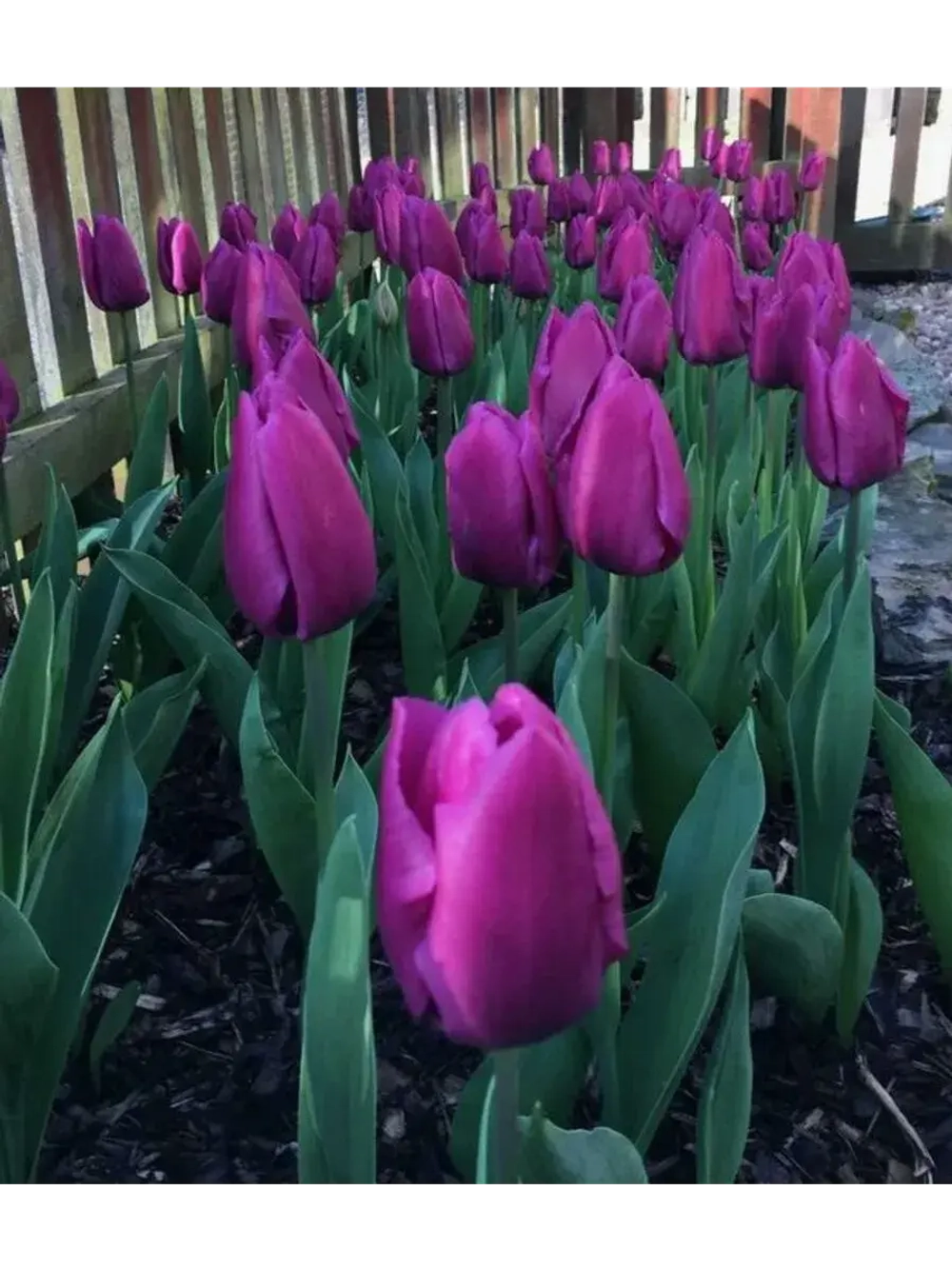 Тюльпаны Purple Stone 4 шт, набор луковиц