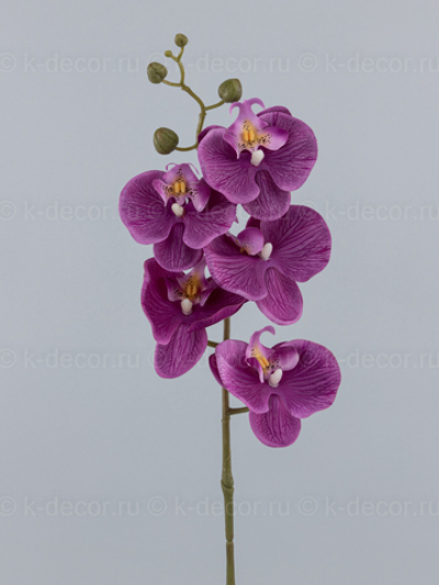 Орхидея Малибу 5 голов