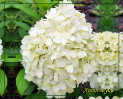 Гортензия метельчатая Литл спуки- Очень маленький (Hydrangea paniculata `Little Spooky`)