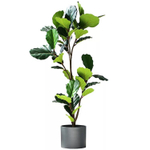 Фикус Лирата 135 см.