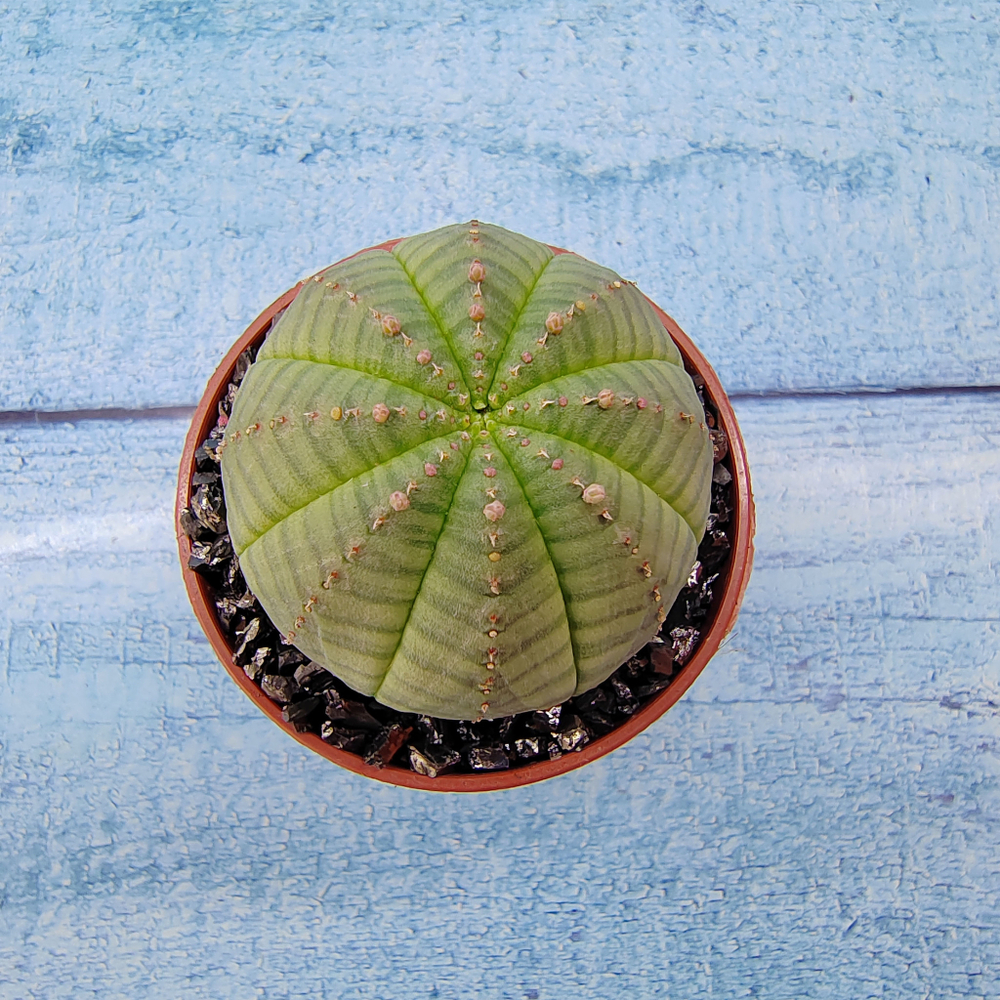 Euphoria Obesa (Эуфорбия)