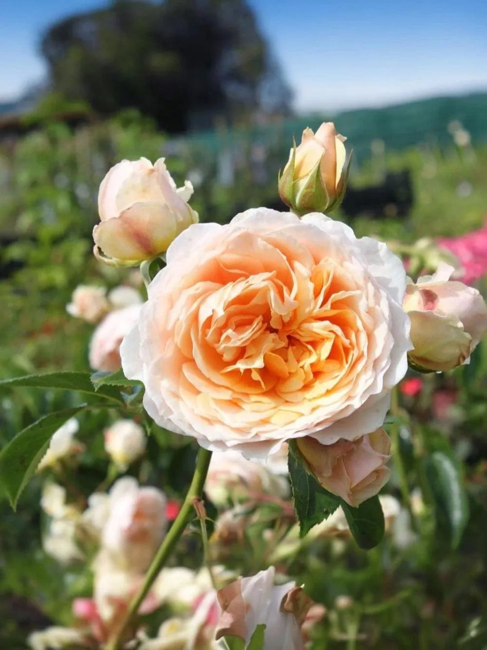 Роза плетистая Джинджер Селлибаб