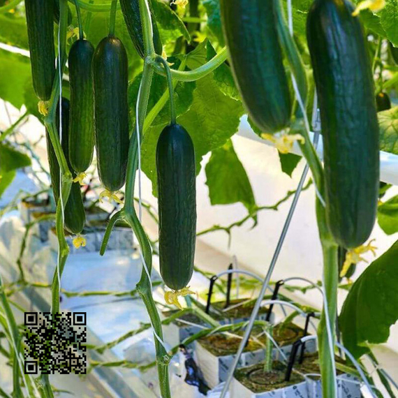 Волга_F1_семена_огурца_партенокарпического_(Гавриш)_купить – фото 4