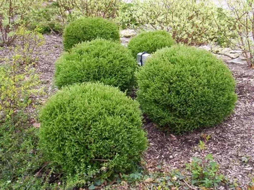 Туя западная Мистер Боулинг Болл Р9 15-20 см Закупка М62 апрель-май 2026