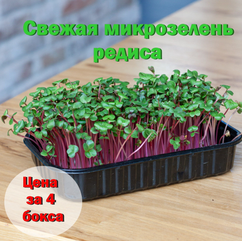 Свежая микрозелень редиса в боксах / 4 бокса / суперфуд