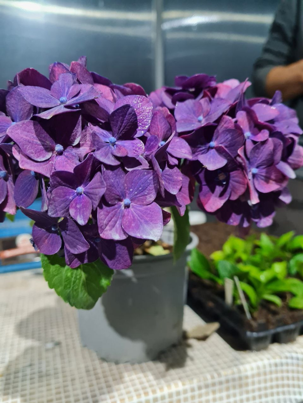 HOVARIA HOBERGINE/ХОВАРИЯ ОБЕРЖИН