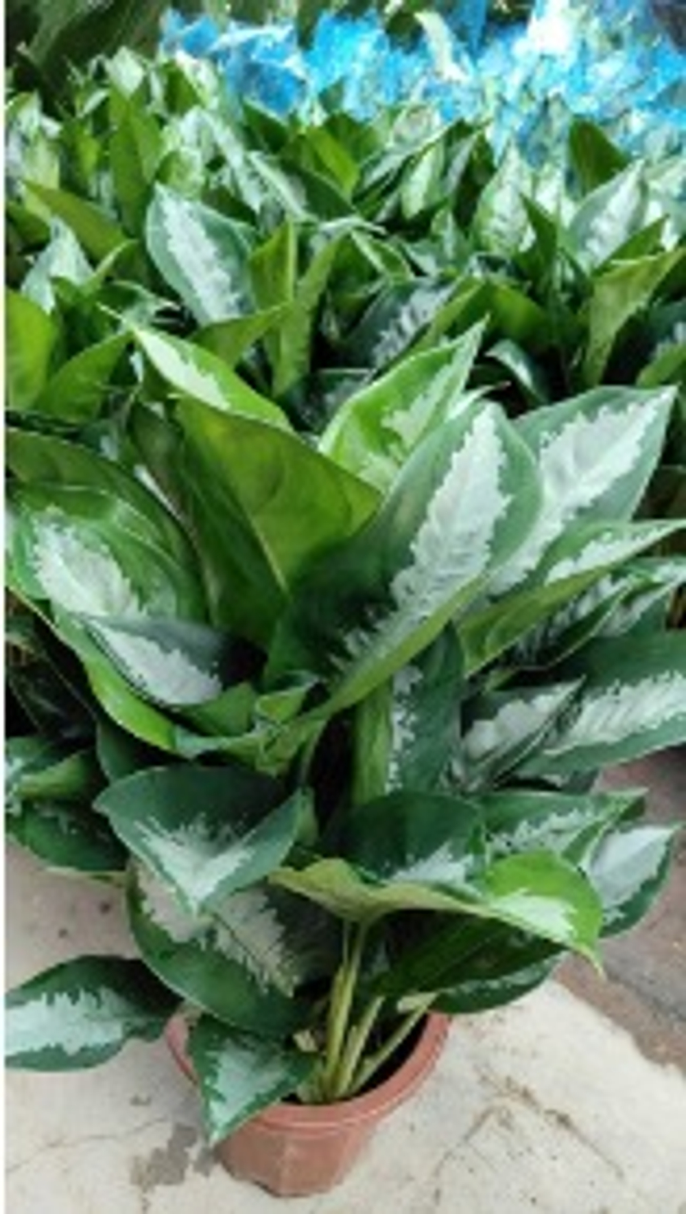 Диффенбахия Silver Bay д.21