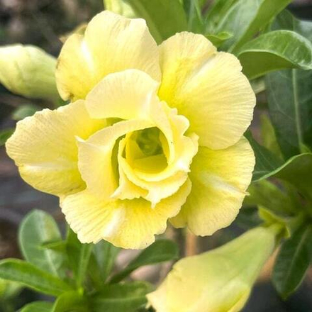 Адениум обесум LEMON