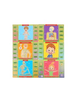 Электровикторина тело человека более 100 вопросов и ответов