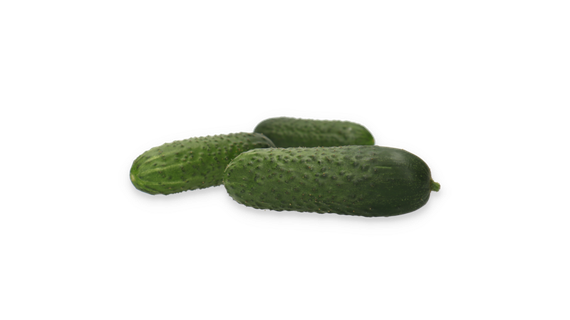 Илонара F1 семена огурца партенокарпич. – фото 2