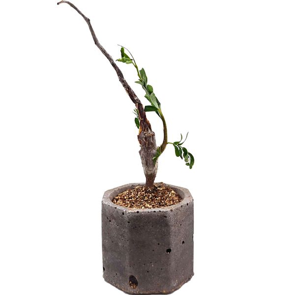 Суккулент Сенна Южная - черенок