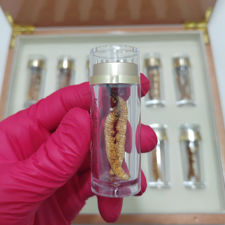 Кордицепс синенсис, cordyceps sinensis