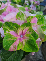 Antiko Fresco Pink/Антико Фреско пинк (Стандарт поставки Р9)2025г