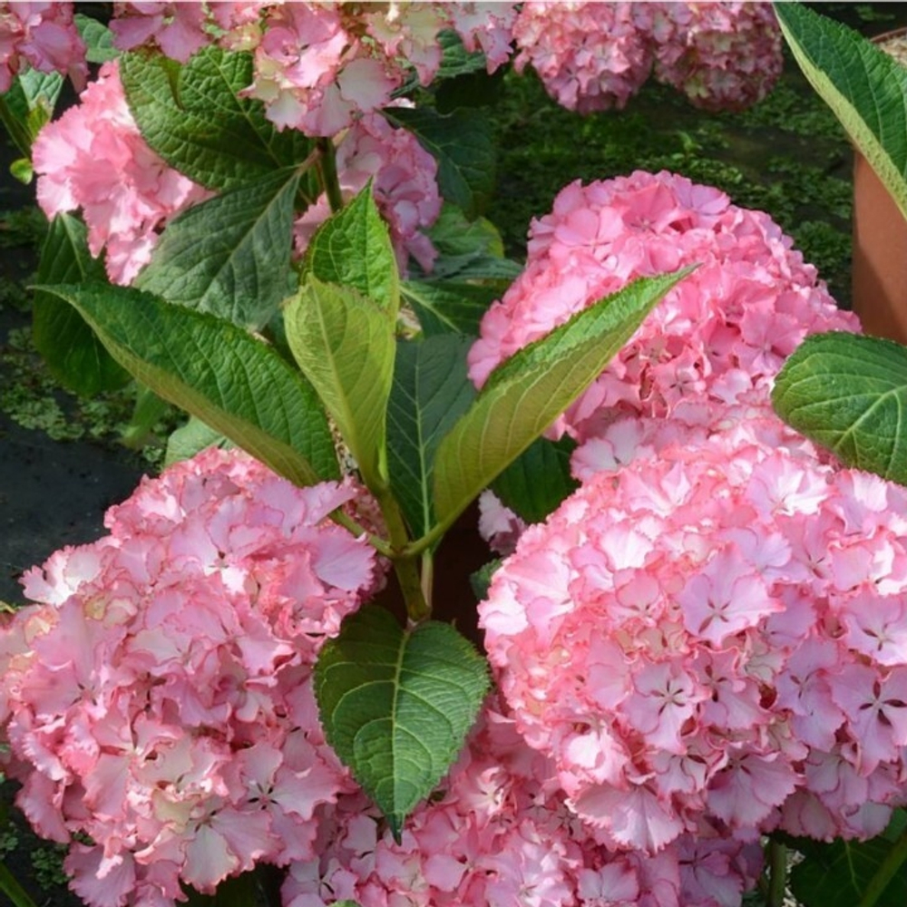 So Long Sanny /Со Лонг Санни (Стандарт поставки Р8)2025г.