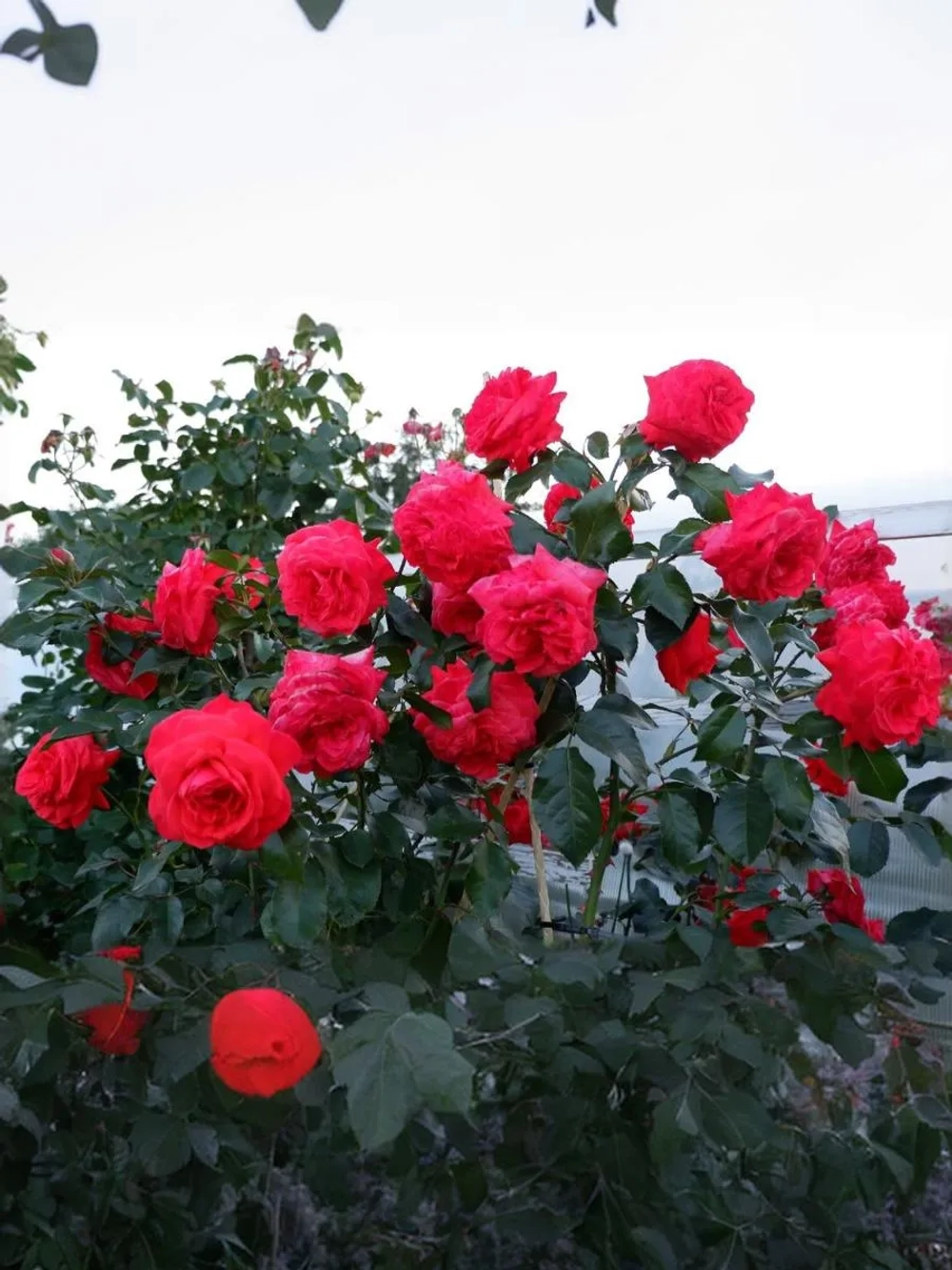 Роза плетистая Салита