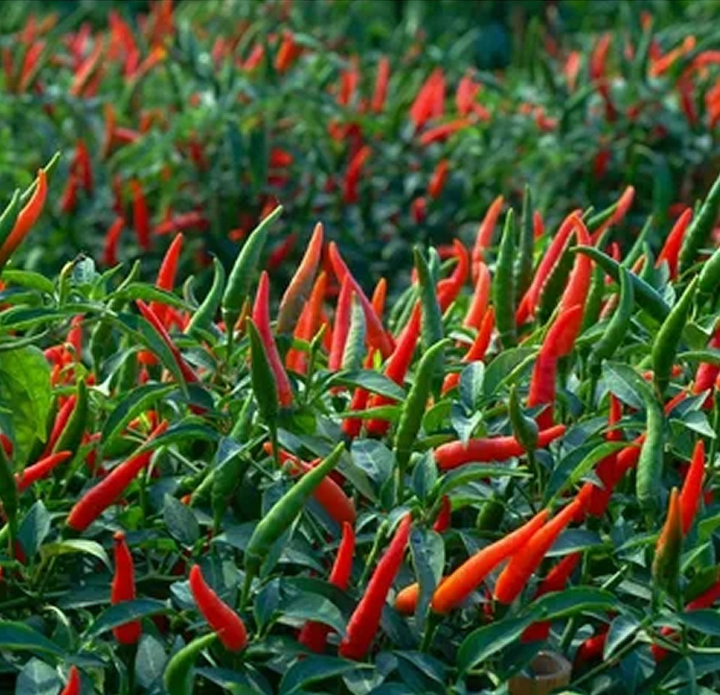 Специя Sangam Herbals Перец красный чили молотый, 50 г