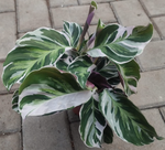 Калатея Макоя, диаметр 14 см