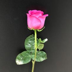 Роза Pink Floyd, плантация Tessa