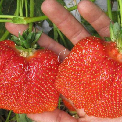 Клубника Азия (горшок 0.4 л)