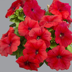 Петуния грандифлора Лимбо Джи Пи Ред (1000др) Витагрин Профи