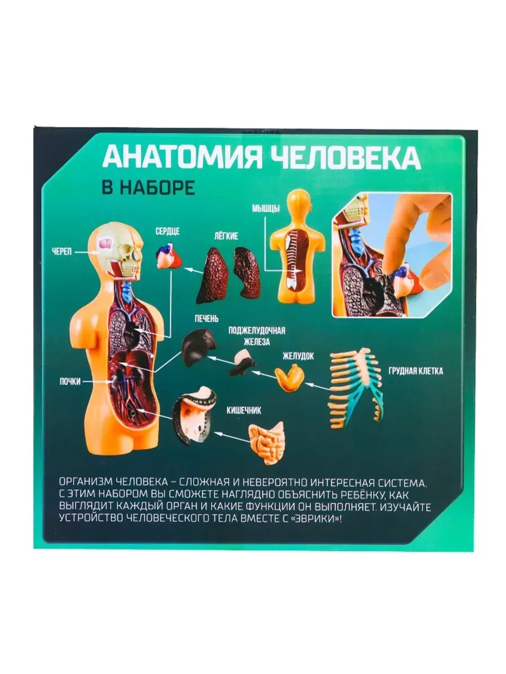 Набор для опытов Анатомия Строение человека для детей