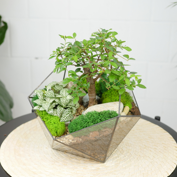 Готовый флорариум бонсай Японский вяз Икос