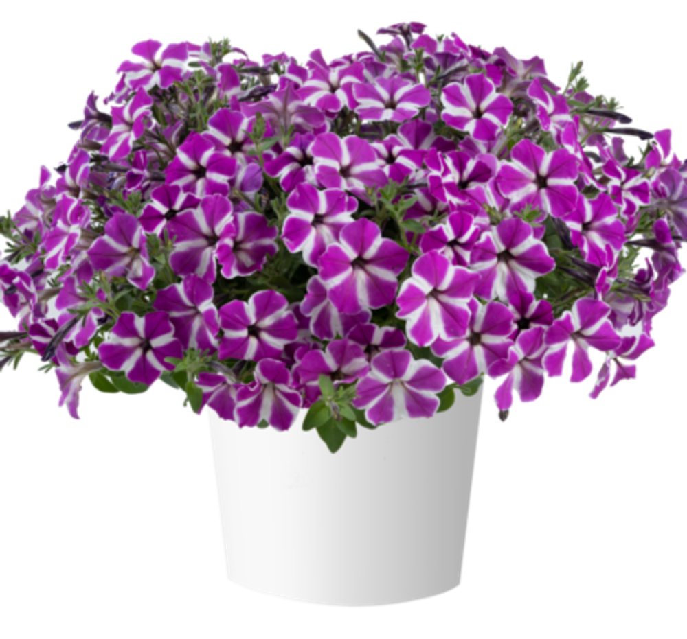 Петуния Cascadias Fuchsia Gem