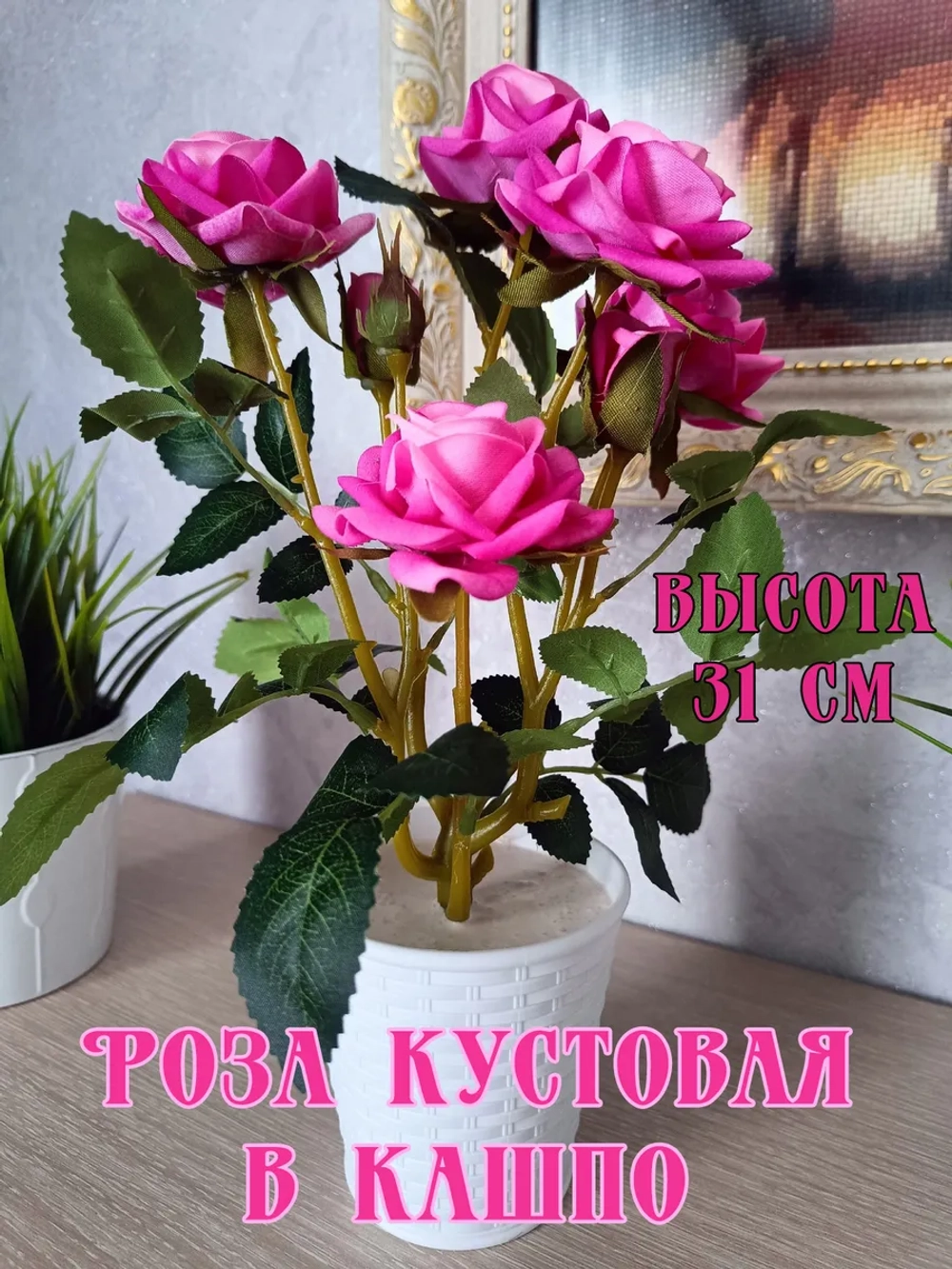 Роза кустовая бархатная, в кашпо.