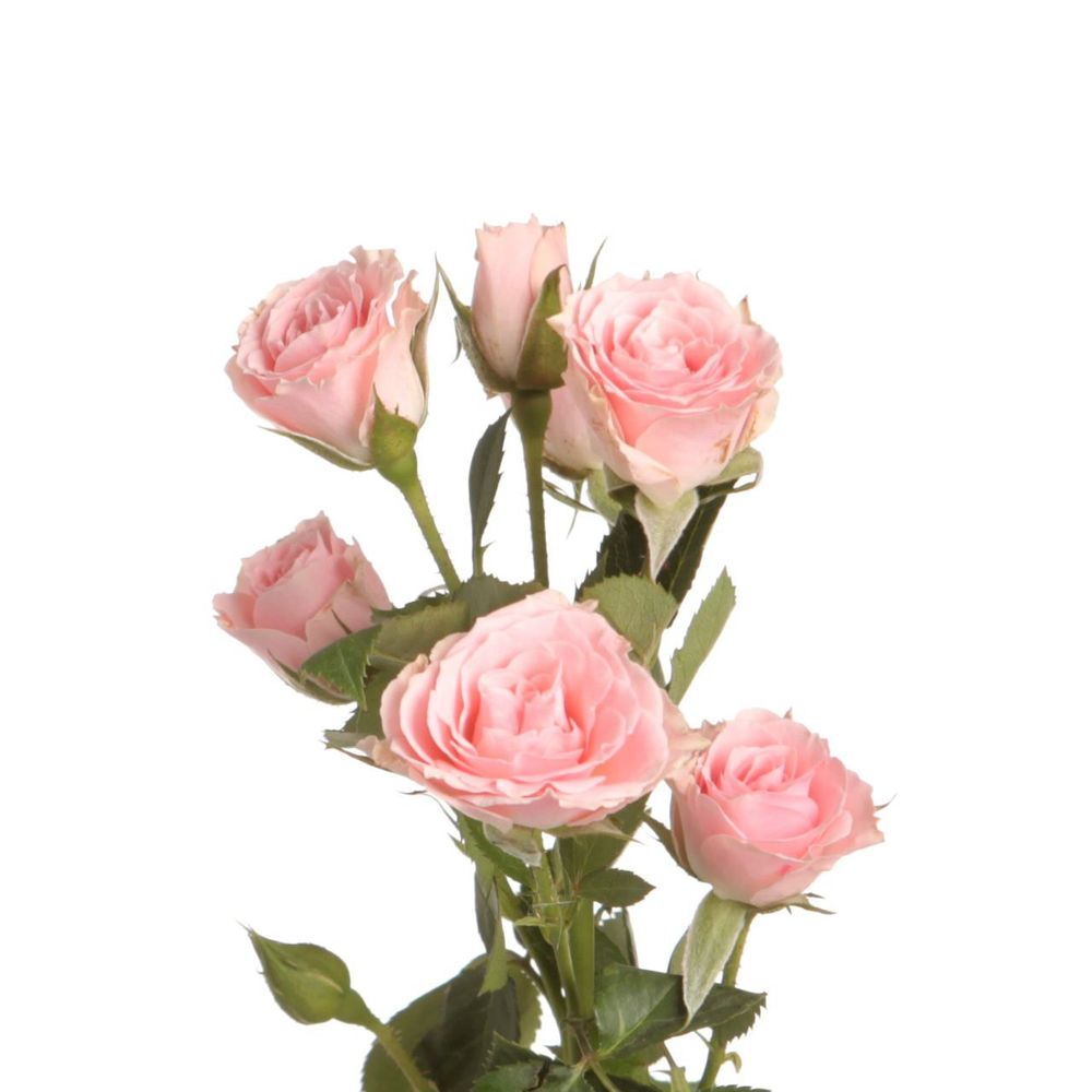 Кустовая роза розовая "Лидия"