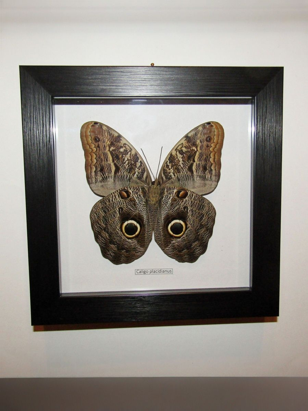 Бабочка Caligo placidianus в рамке