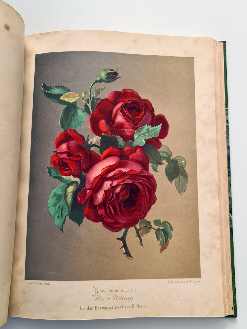 "Nestel`s Rosengarten. [  Сад роз Нестела]". E. Schweizerbartsche Verlagshandlung. 1869г.