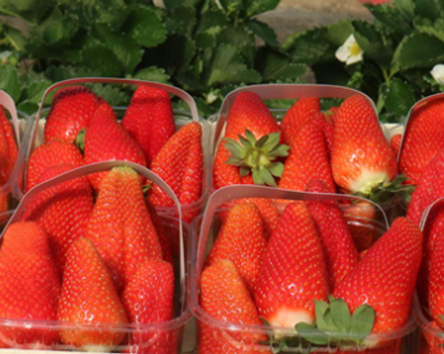 Лючия (Lycia)- сладкий сорт с прекрасной вытянутой ягодой, Италия.