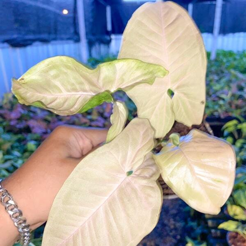 Сингониум PINK PEARL