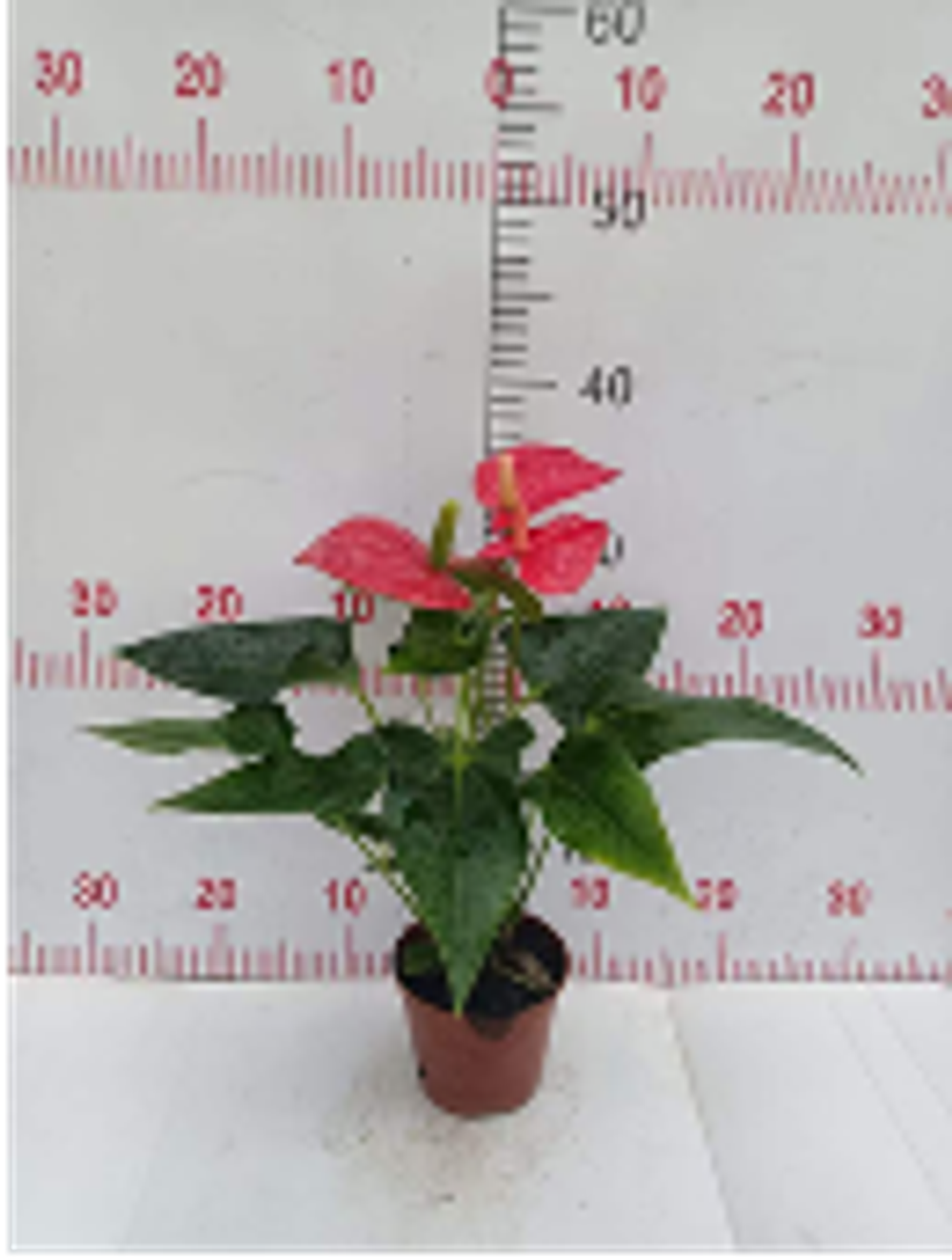 Антуриум д.10