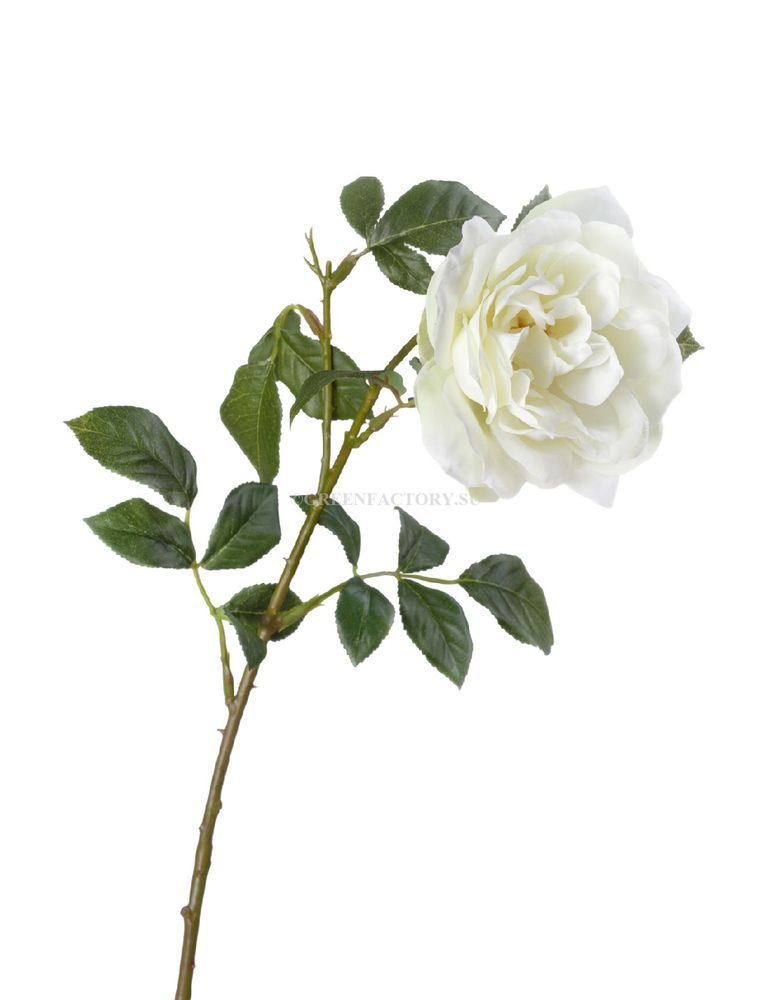 Роза Эльфе белая крупная садовая