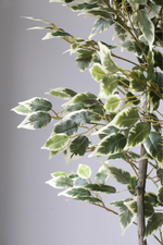 Фикус Бенджамина пестрый 180 см.