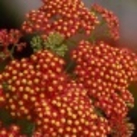 Тысячелистник Паприка в контейнере 0,5л