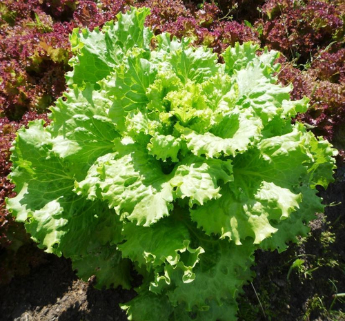 Гигантский Нежный Салат Джентиле  - Lattuga Gentile