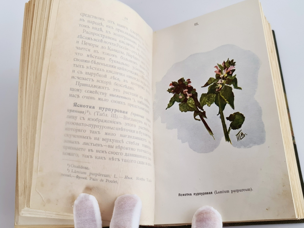 "Наши весенние цветы. Серия 1-3. Наши летние цветы. Серия 1-2". Д.Н.Кайгородов. 1915г.
