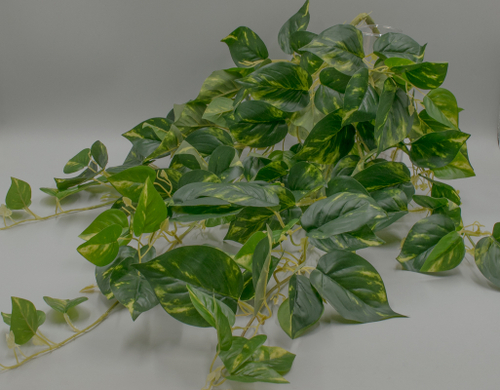 Зелень ампельная пестролистная 95см. Артикул: 1614448