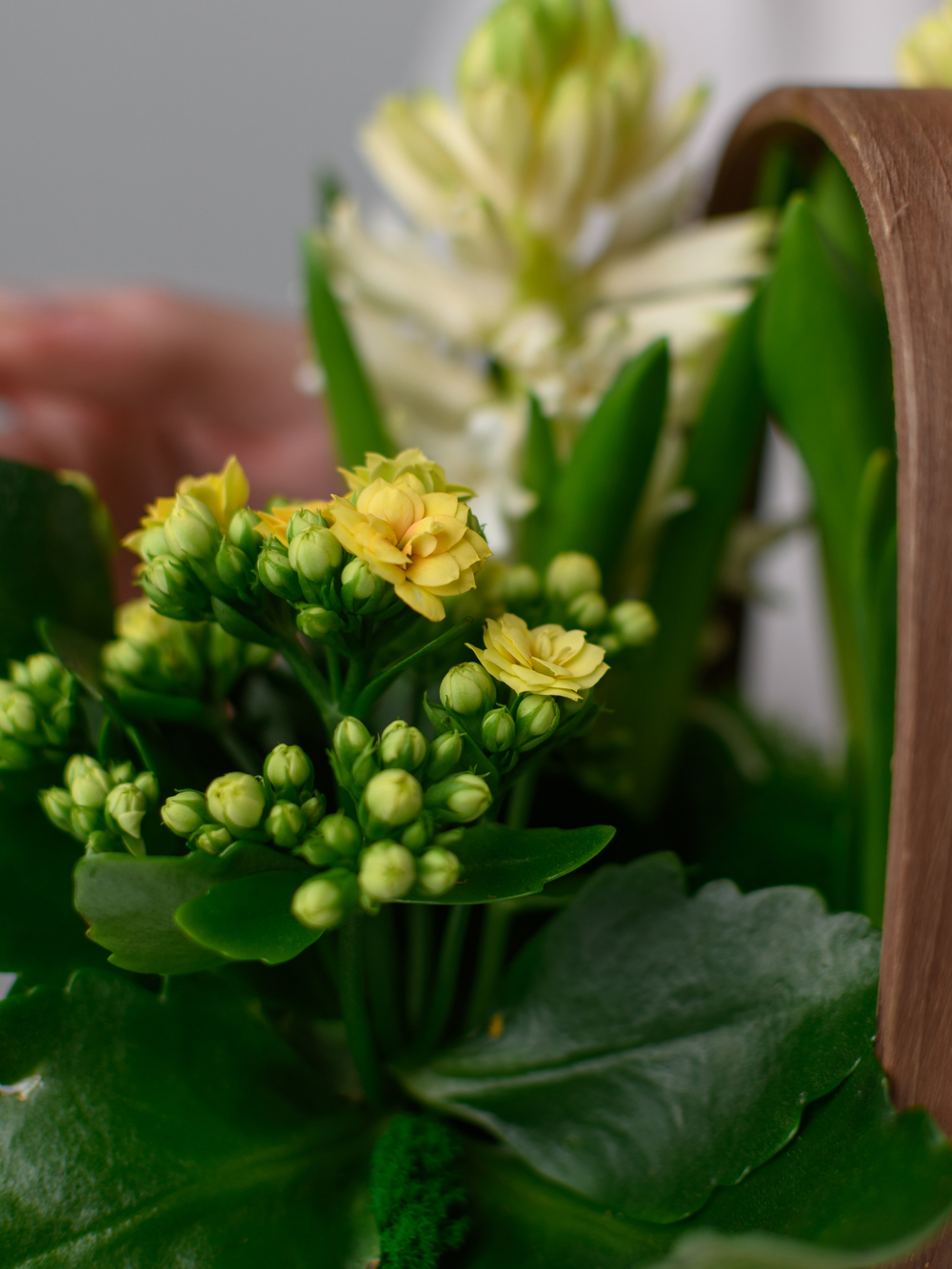 Весне дорогу!